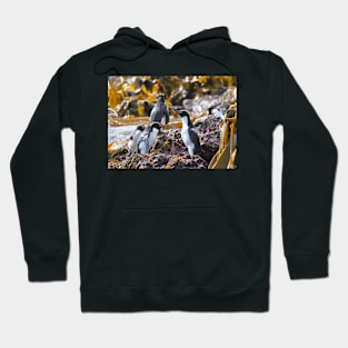 Snares Crested Penguins Hoodie